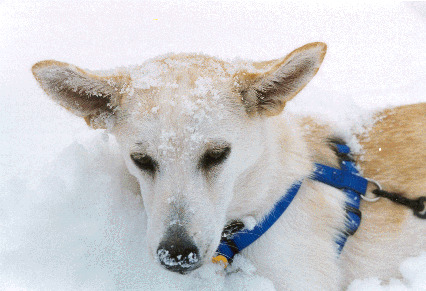 Honey Girl in the snow