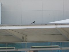 IMG_0503.JPG