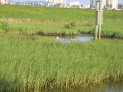 IMG_0586.JPG