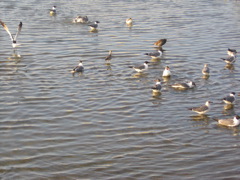 IMG_0595.JPG