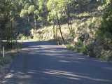 
Red Wallaby 
