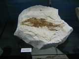 
Fish Fossil
