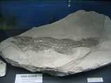 
Another Fish Fossil
