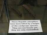 
Mummified Caterpillars.
