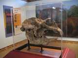 
Diprotodon Skull Fossil
