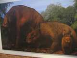 
Diprotodon Drawing
