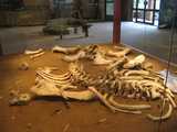 
Diprotodon Skeleton Fossil
