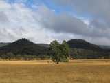 
Field, Tree, Sky
