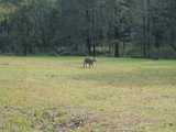 
Eastern Grey Kangaroo
