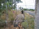 
Emu at Watagan Estates Winery
