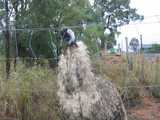 
Emu

