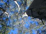 
Eucalyptus Up
