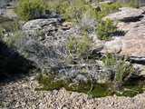 
Moss, Teatree, Rock.
