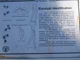 
How to Identify a Eucalyptus Tree
