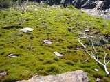 
Moss and rocks.
