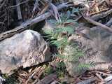 
Fern and rocks.
