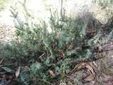 
Is this a wattle?
