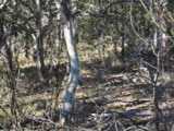 
Movie of Roos in the Woods.
