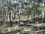 
Kangaroo Family
