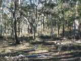 
Roos in the woods.
