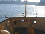 
Birds on Manly Ferry
