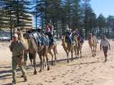 
Camel Rides 
