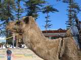 
Camel Closeup
