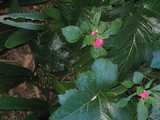 
Pink and Green
