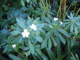 
White and Green 
