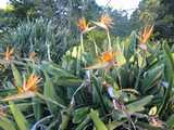 
Birds of Paradise
