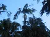 
Those Are <i>not</i> Coconuts
