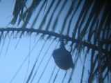 
Flying Fox Closeup
