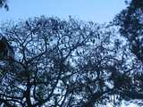 
Flock of Flying Foxes
