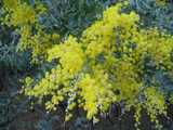 
Wattle!
