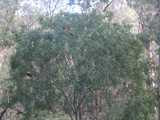 
Parrots in a Tree
