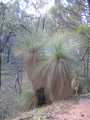 
Grass Trees
