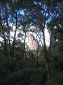 
Belougery Spire Through Trees.
