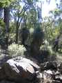 
Grass trees and rock.
