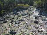
Rocks and Moss.

