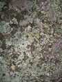 
Lichen.
