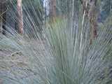 
Grass tree closeup.
