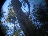 
Poor Man's Telephoto of Parrot
