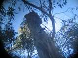 
Better Poor Man's Telephoto of Parrots
