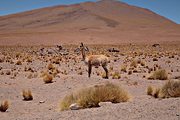 Vicuna, Atacama desert, near San Pedro de Atacama, Chile (2007/12/07)