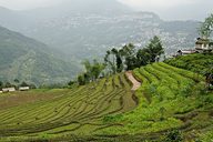 Terraced fields, near Gangtok, Sikkim, India (2008/05/17)