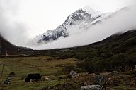 Pandim, Goechala trek (Day 5: Thansing to Lamoni), Sikkim, India (2008/05/23)