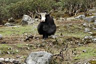 Yak, Goechala trek (Day 5: Thansing to Lamoni), Sikkim, India (2008/05/23)