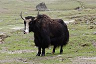 Yak, Goechala trek (Day 5: Thansing to Lamoni), Sikkim, India (2008/05/23)