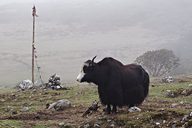 Yak, Goechala trek (Day 5: Thansing to Lamoni), Sikkim, India (2008/05/23)