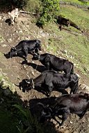 Trek pack animals (mule and dso), Goechala trek (Day 8), Sikkim, India (2008/05/26)